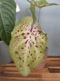 CALADIUM