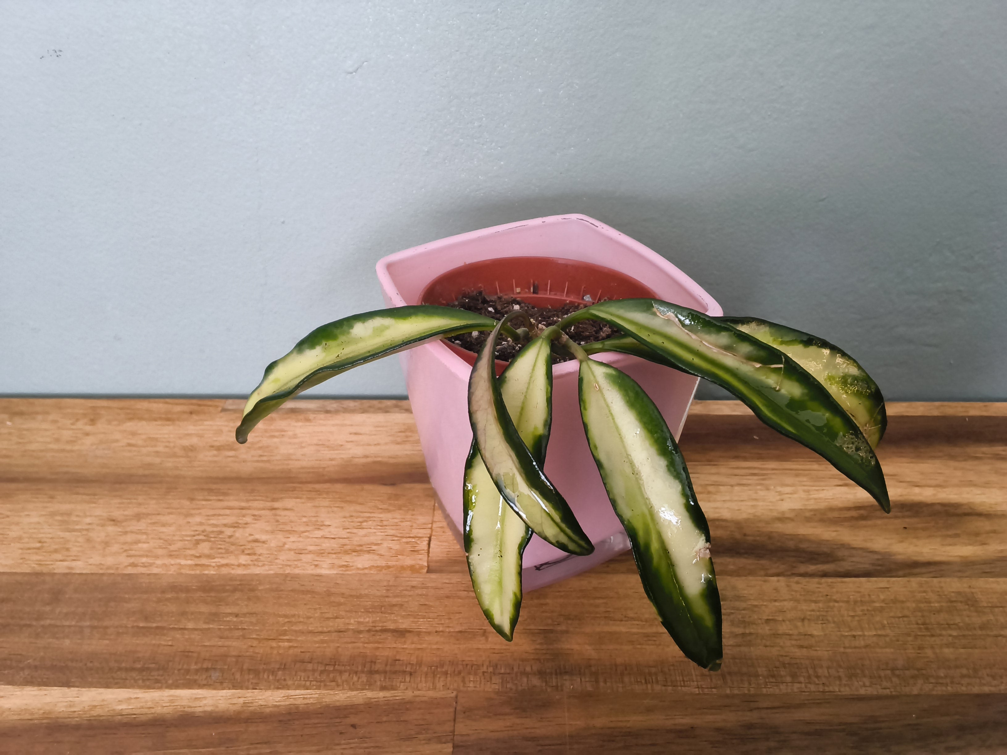 HOYA WAYETI TRICOLOR