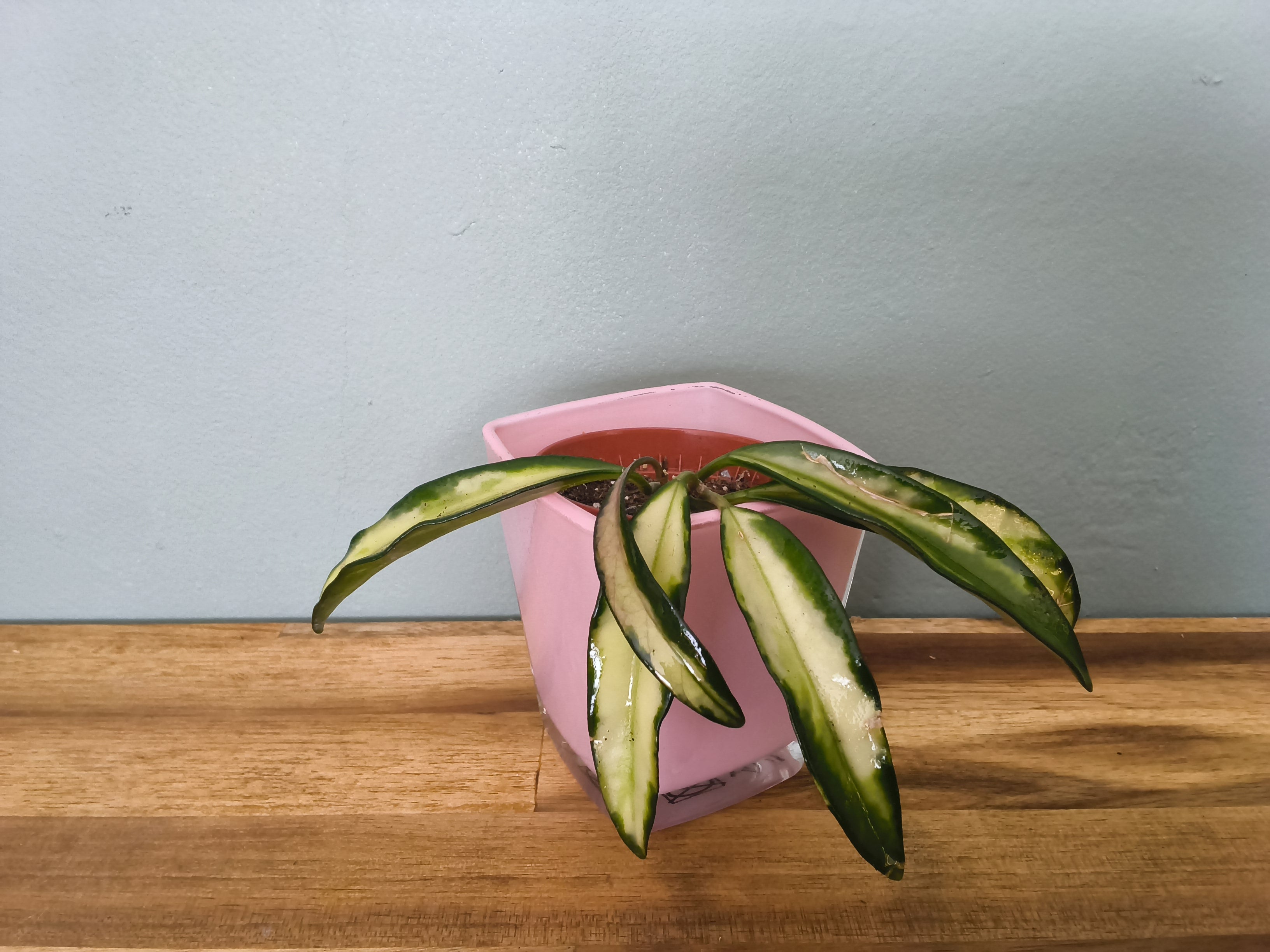 HOYA WAYETI TRICOLOR
