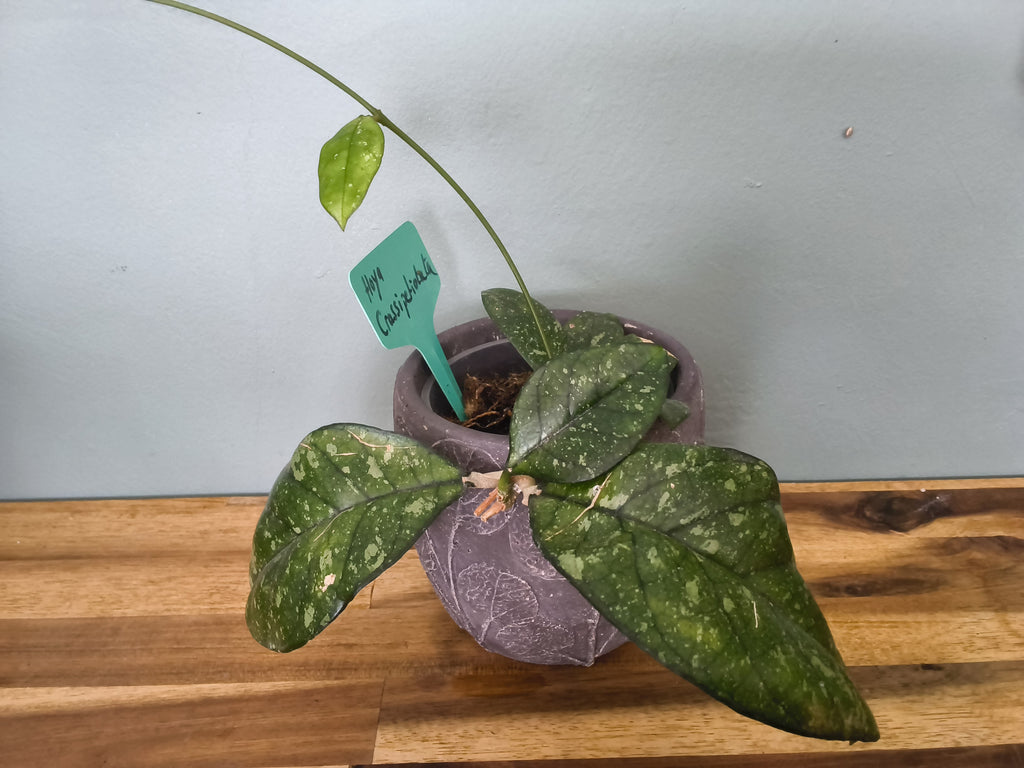 HOYA CRASSIPETIOLATA