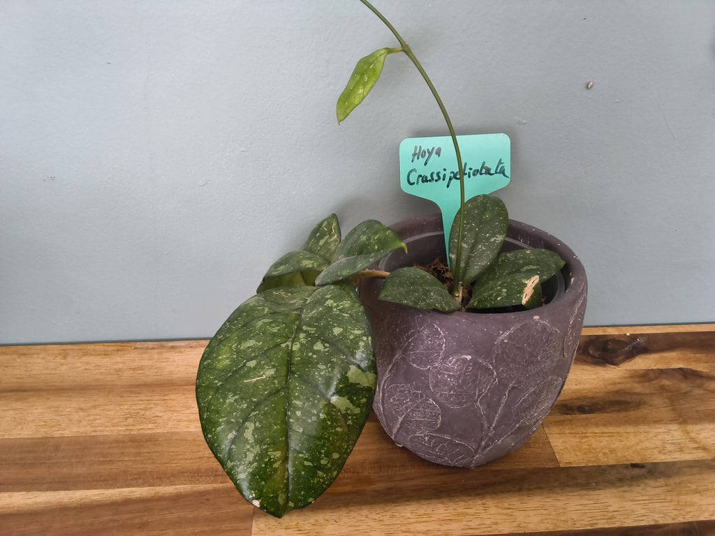 HOYA CRASSIPETIOLATA