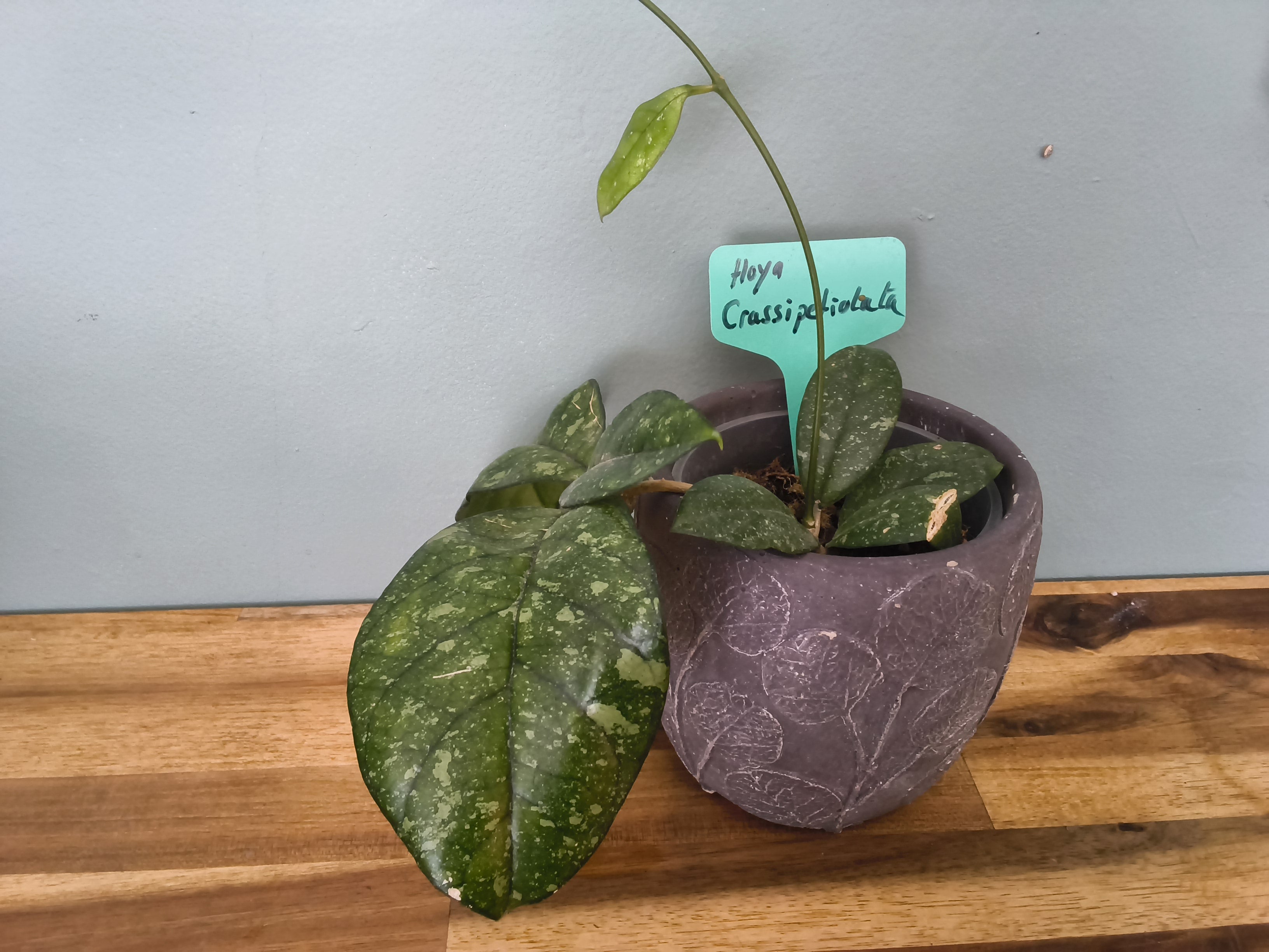 HOYA CRASSIPETIOLATA