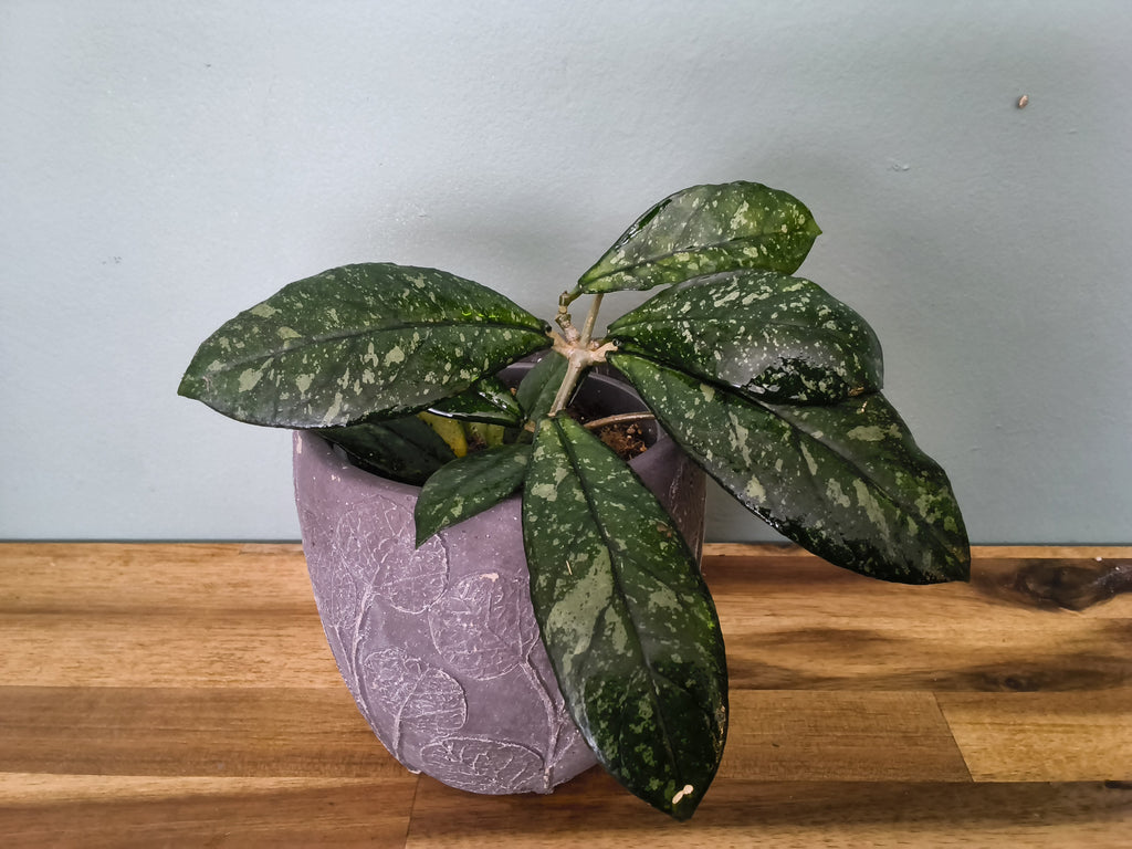 HOYA CRASSIPETIOLATA