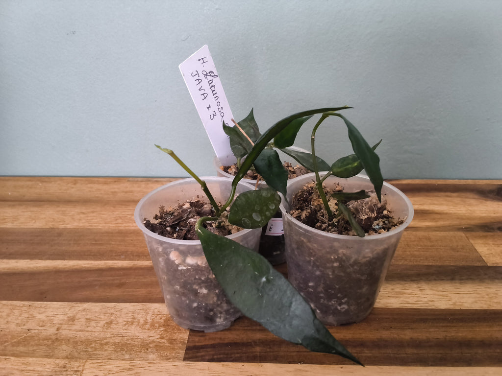HOYA LACUNOSA CIKIDIAN JAVA