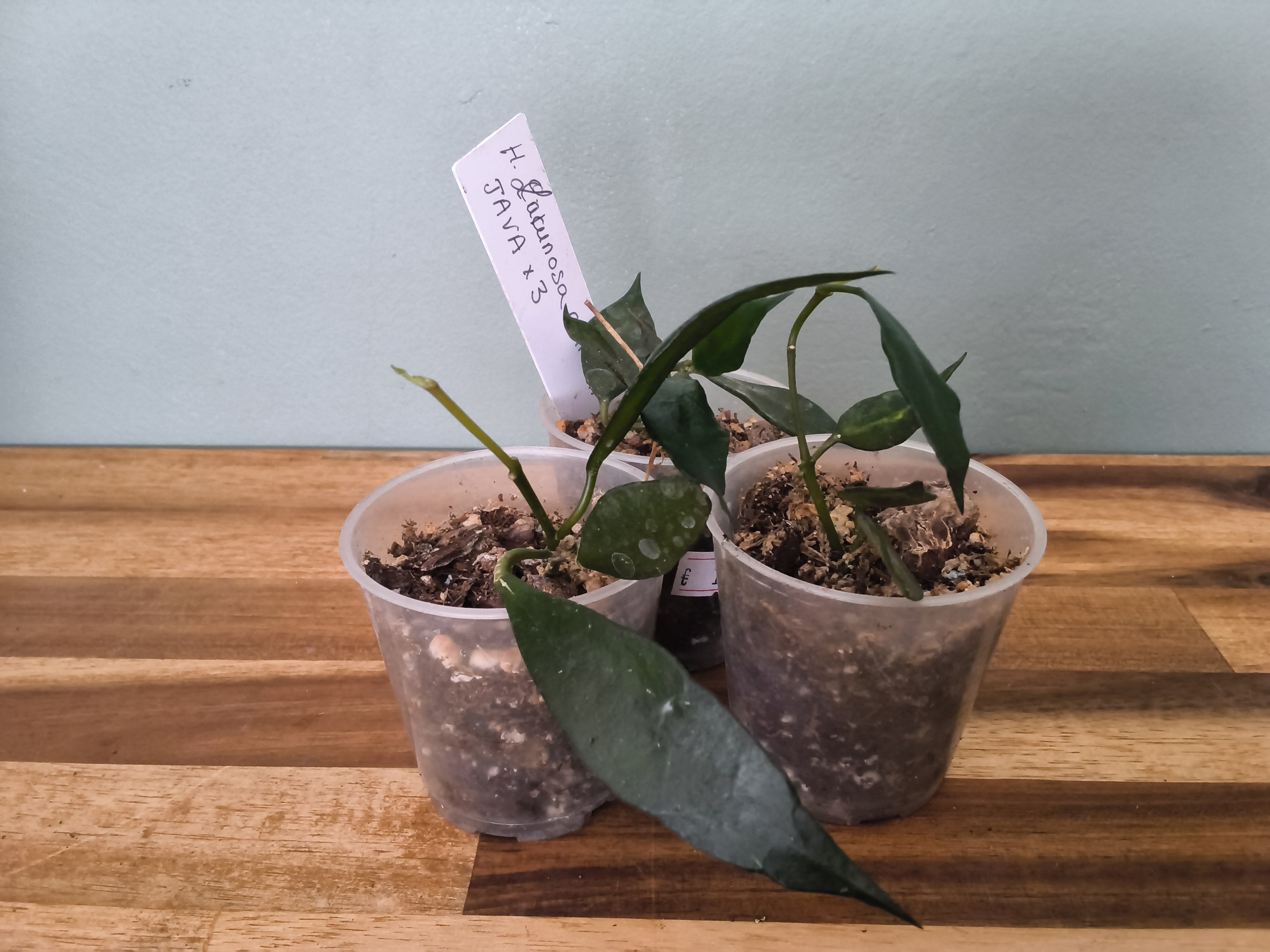 HOYA LACUNOSA CIKIDIAN JAVA