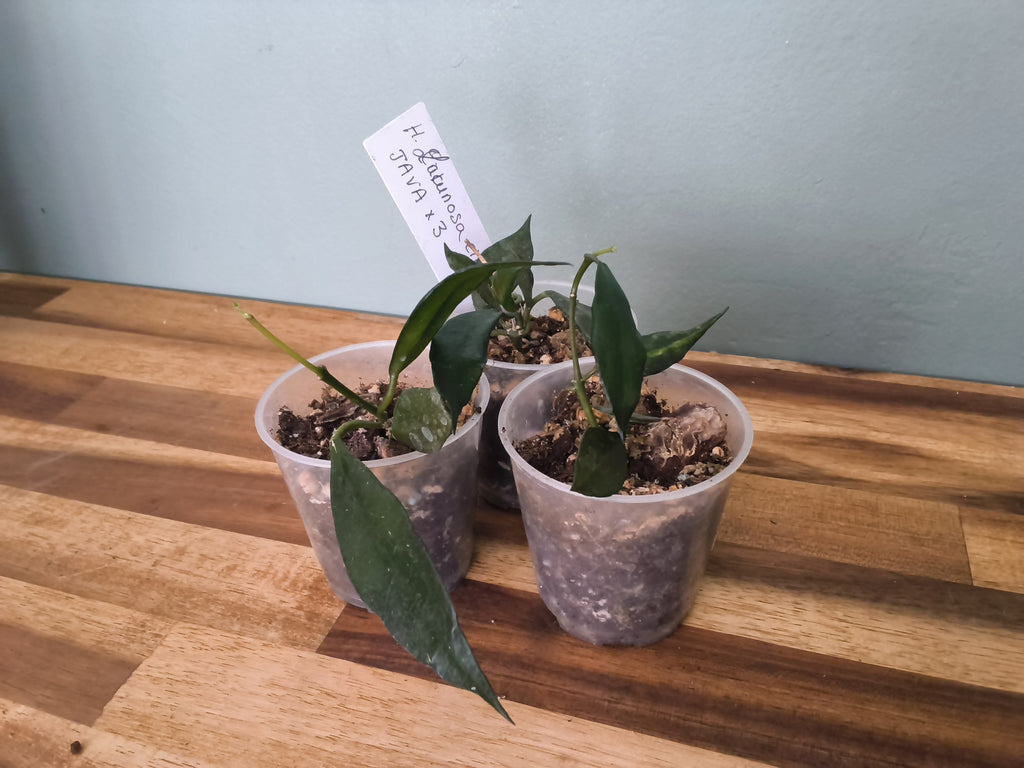 HOYA LACUNOSA CIKIDIAN JAVA