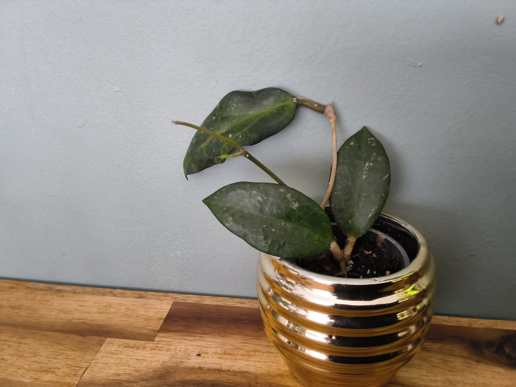 HOYA BELLADONNA