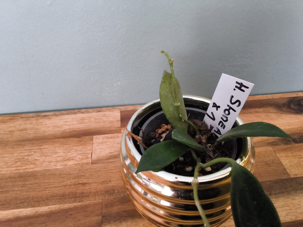 HOYA STONEANA
