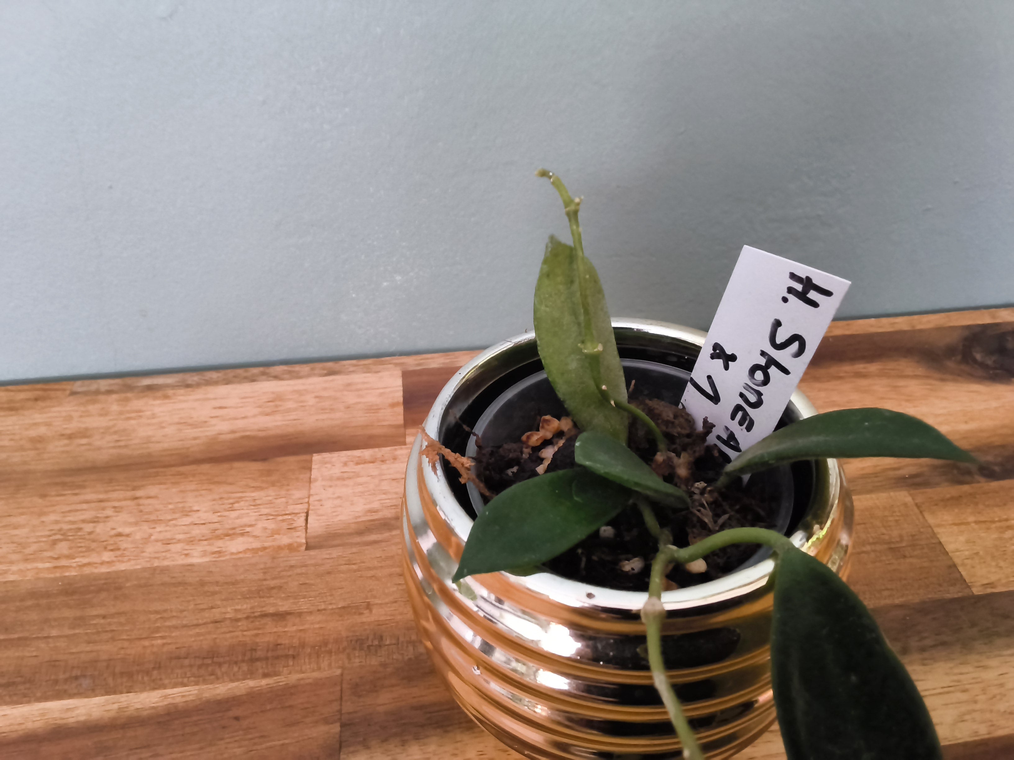 HOYA STONEANA