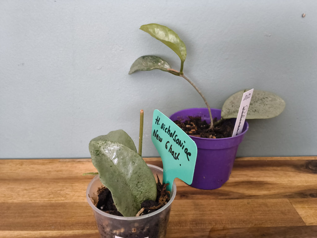 HOYA NICHOLSONIAE NEW GUINEA GHOST