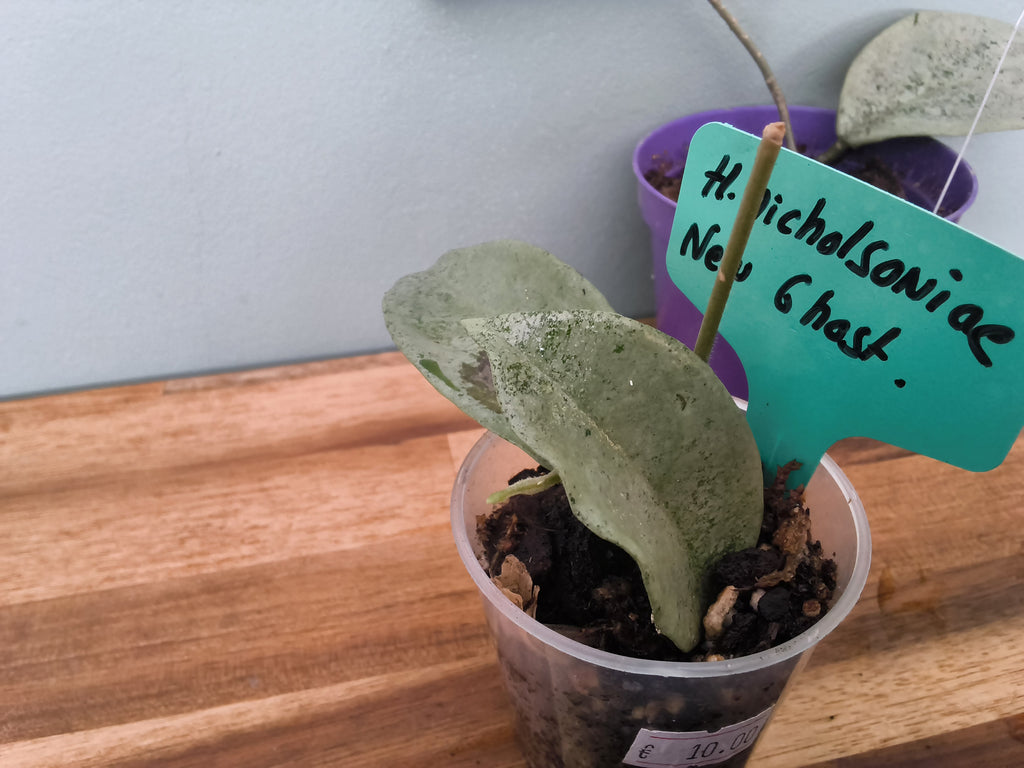 HOYA NICHOLSONIAE NEW GUINEA GHOST