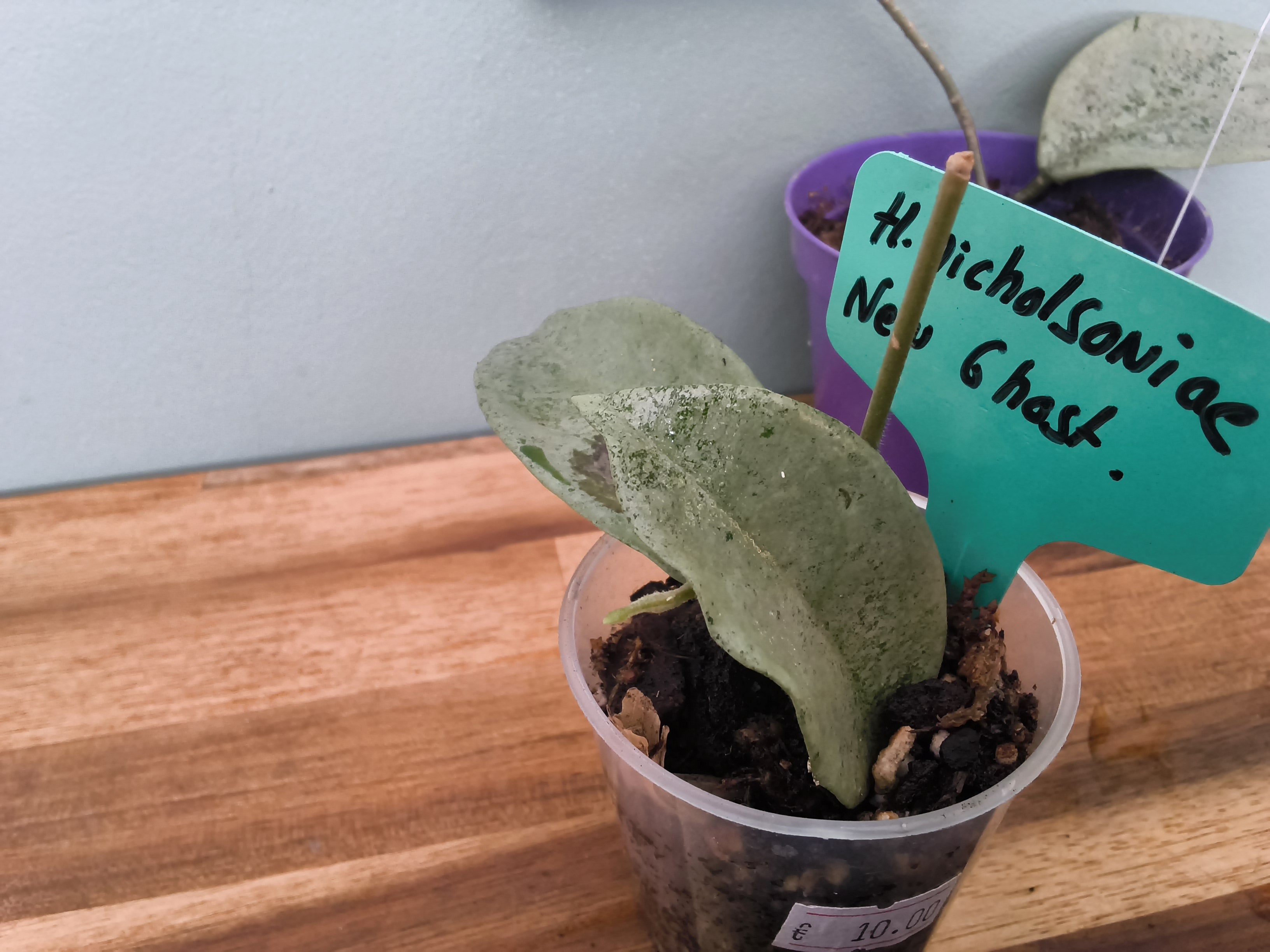 HOYA NICHOLSONIAE NEW GUINEA GHOST