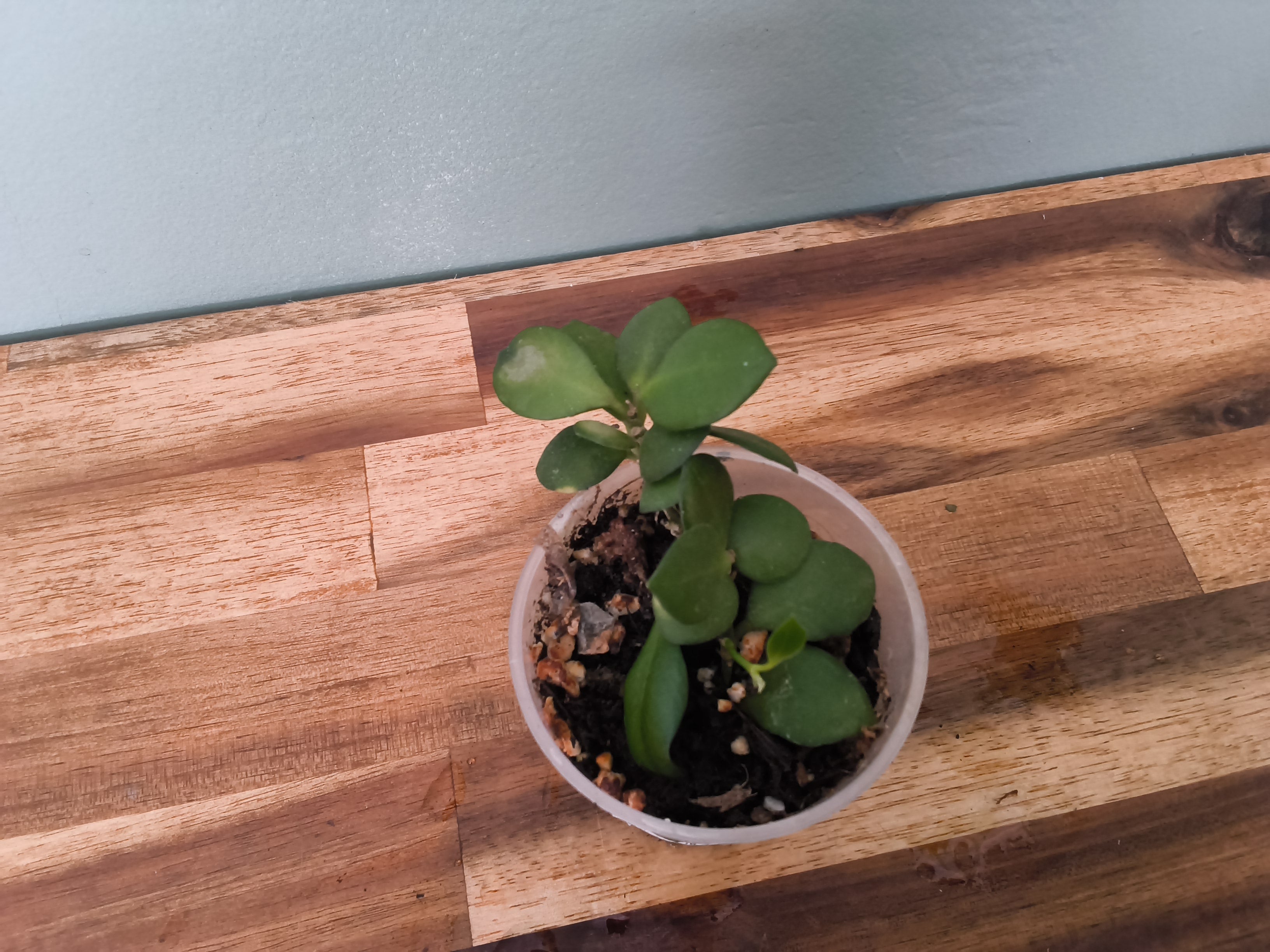 HOYA HEUCHKELIANA JAUNE