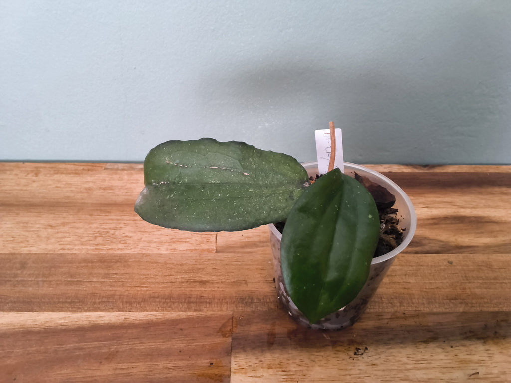 HOYA ERYTHRINA