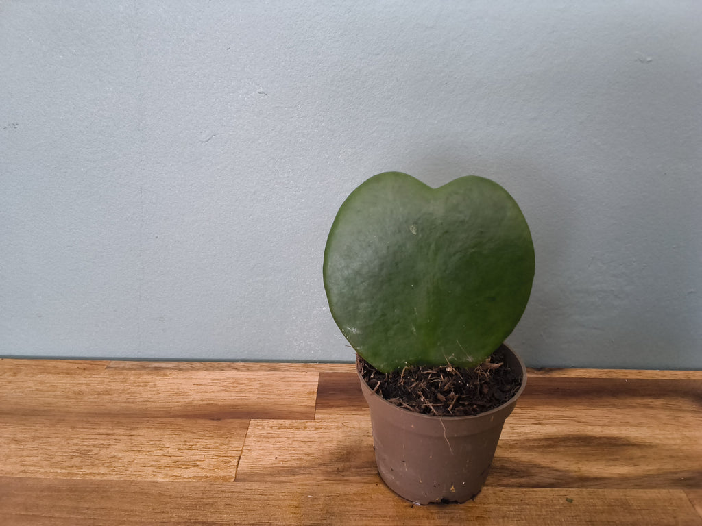 HOYA KERRI