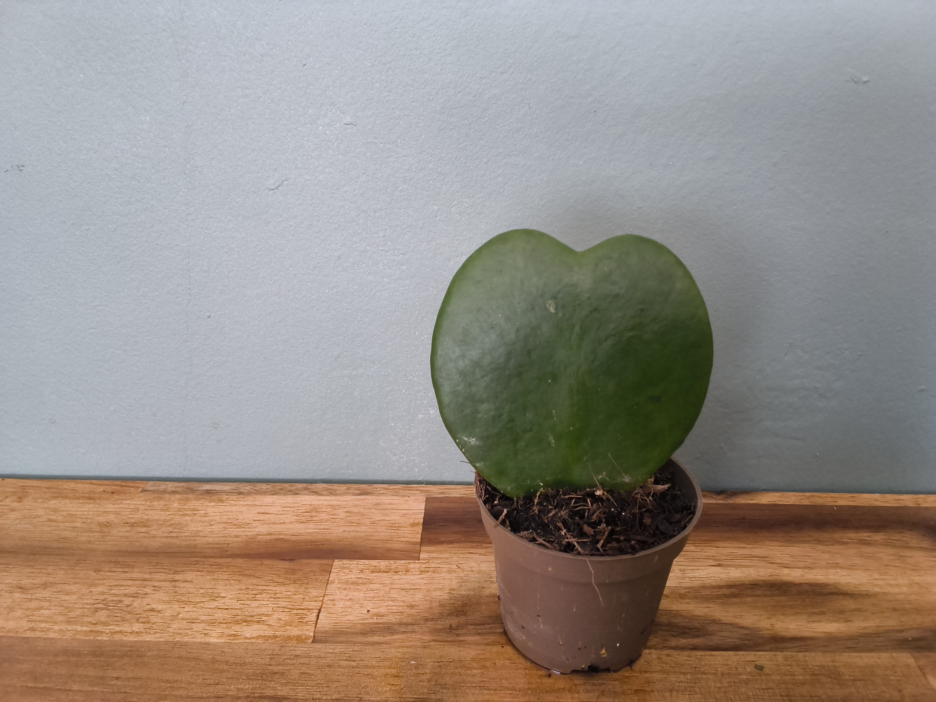 HOYA KERRI