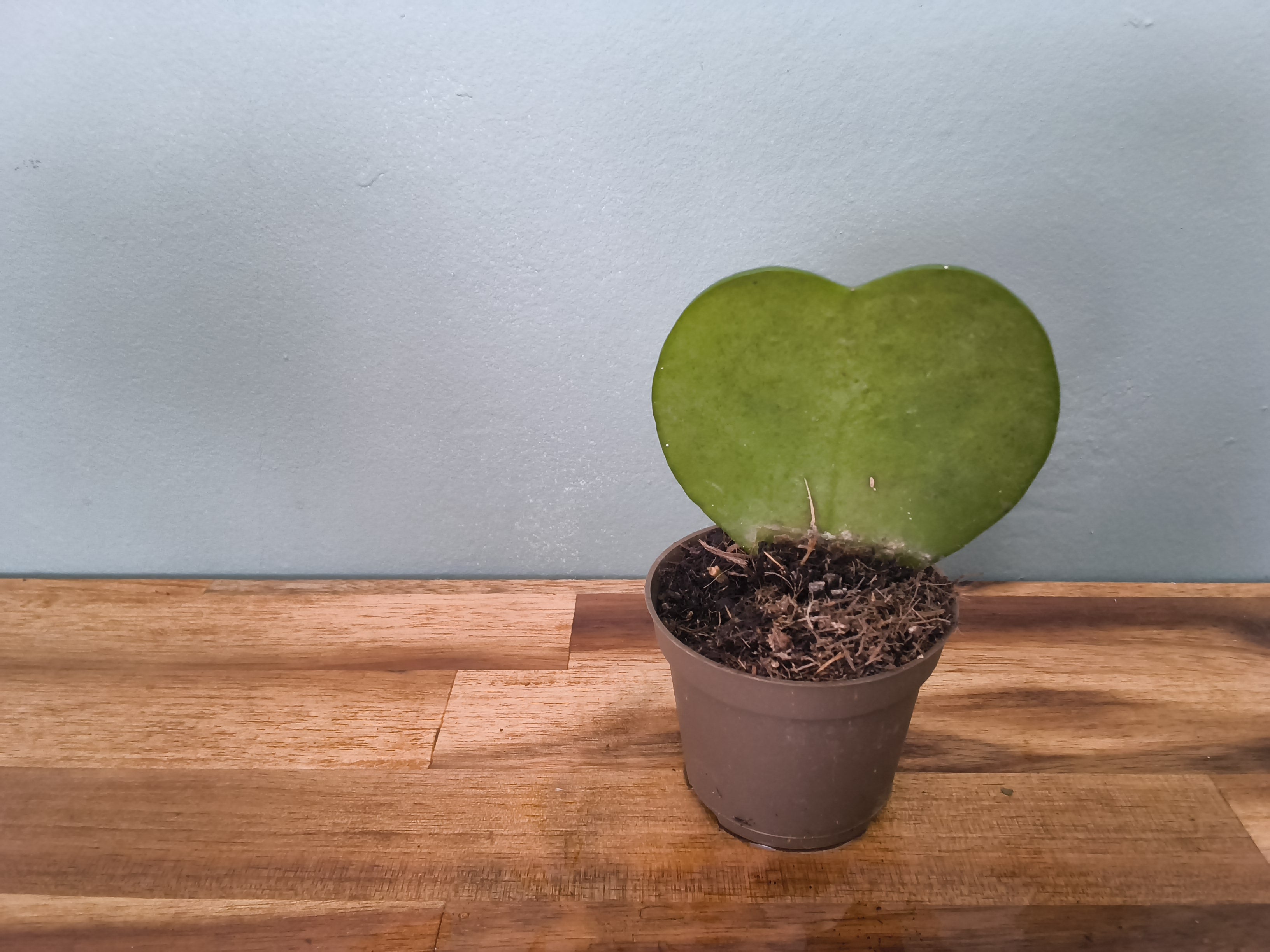 HOYA KERRI