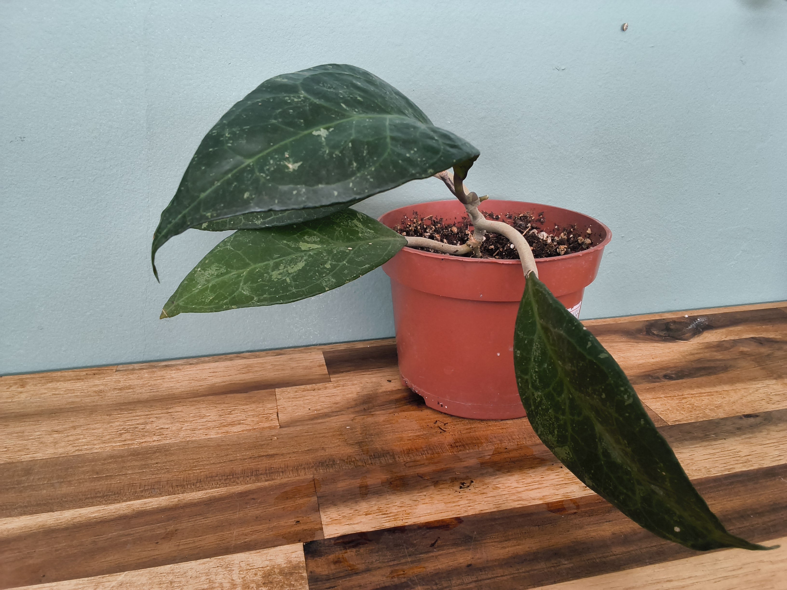 HOYA VERTICILATA WAYANG SPLASH