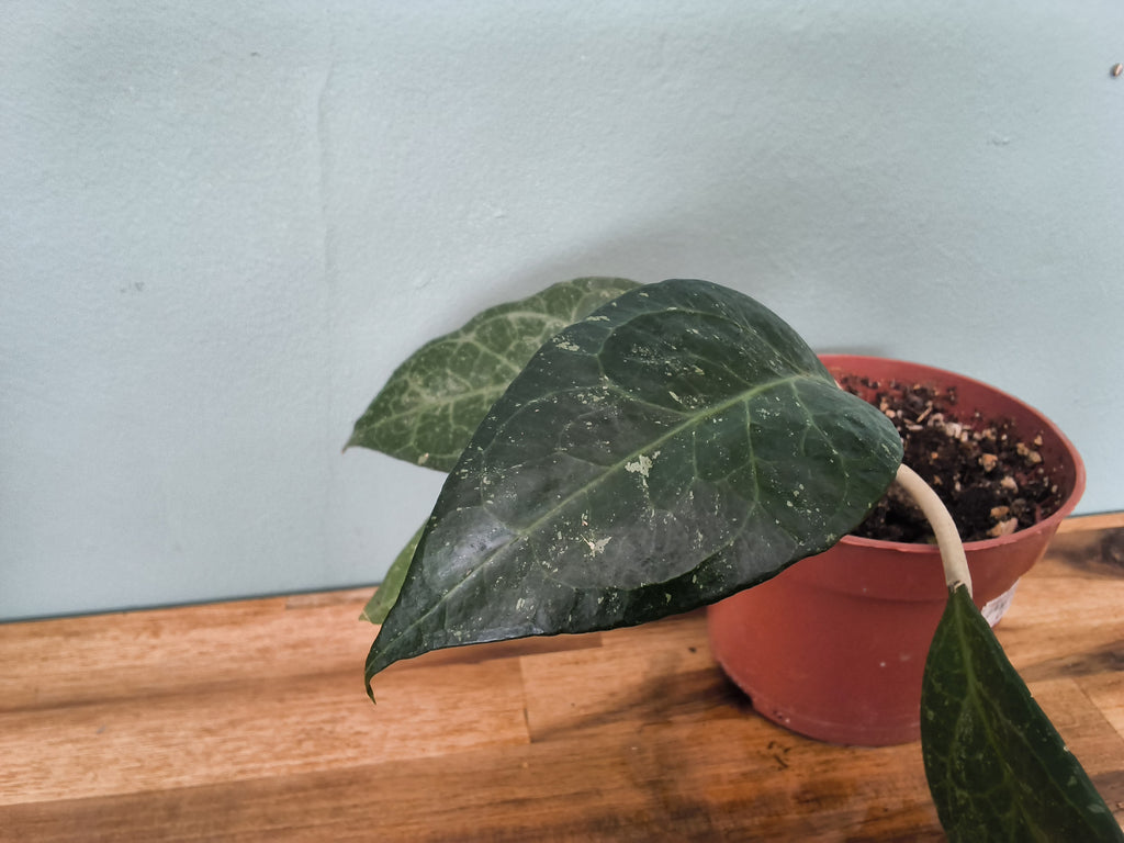 HOYA VERTICILATA WAYANG SPLASH