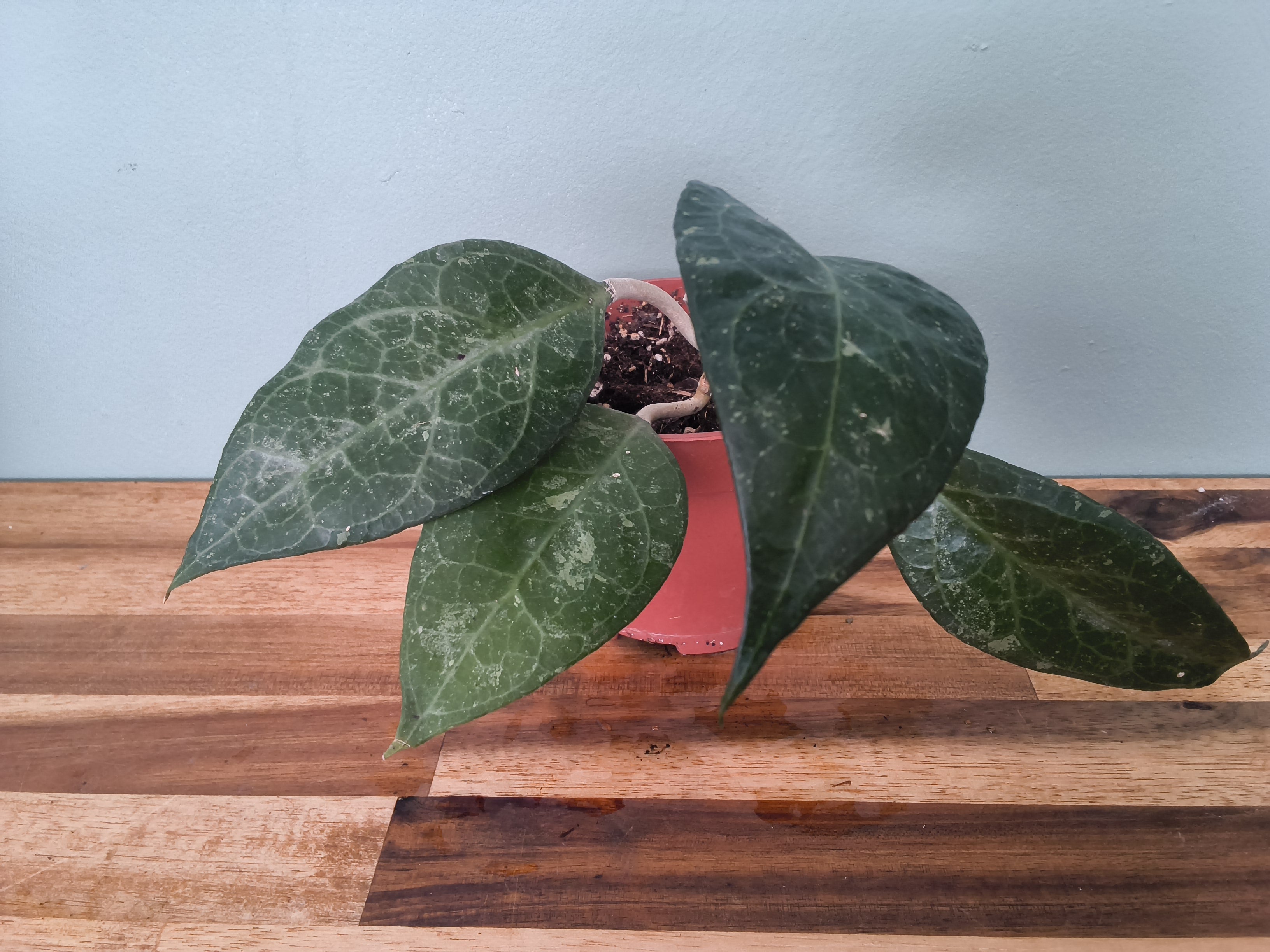 HOYA VERTICILATA WAYANG SPLASH