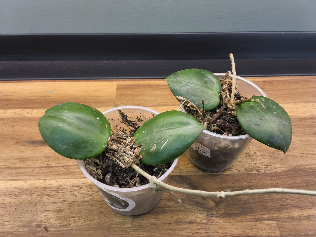 HOYA DOLICHOSPARTE JAUNE