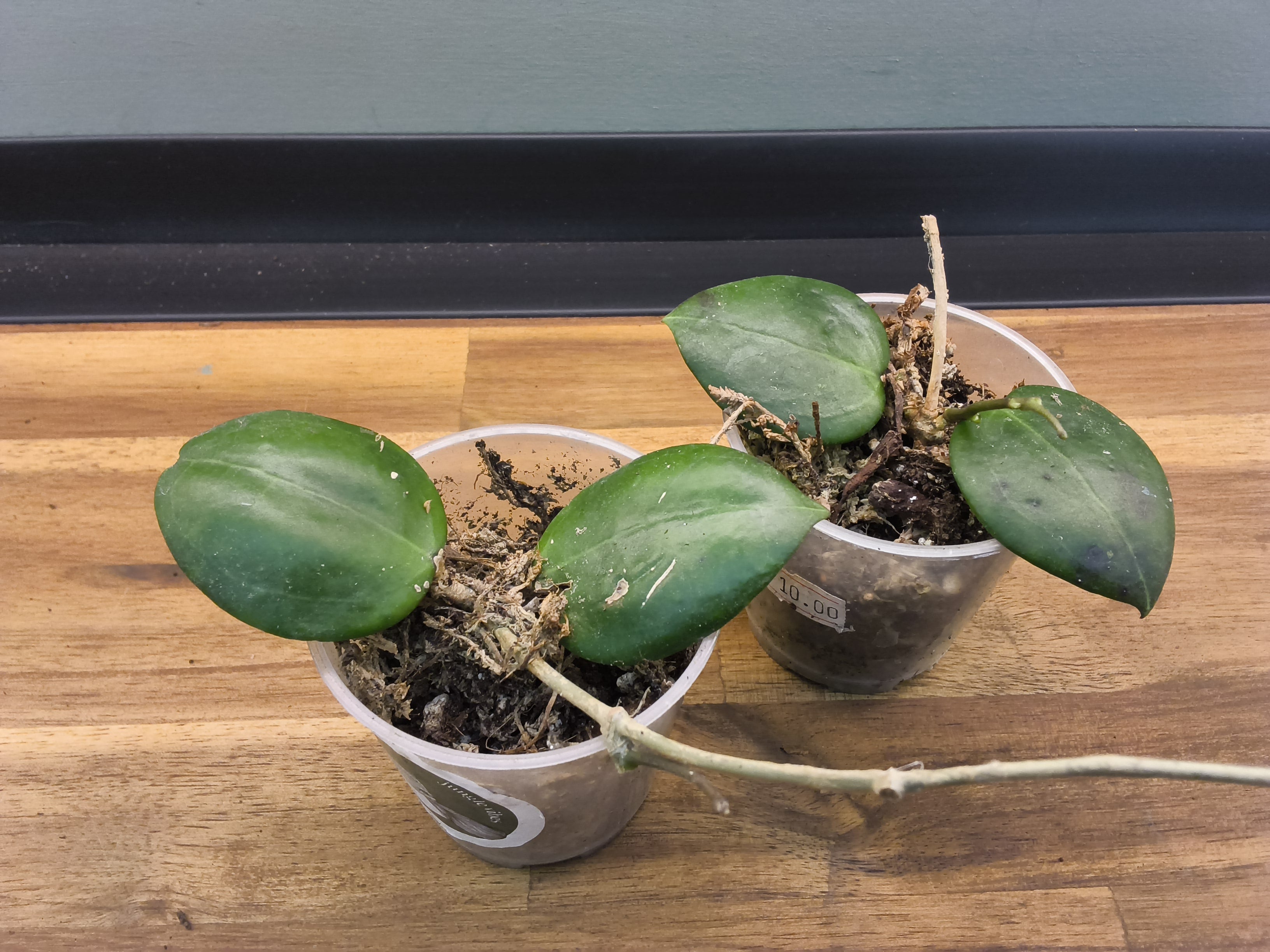 HOYA DOLICHOSPARTE JAUNE