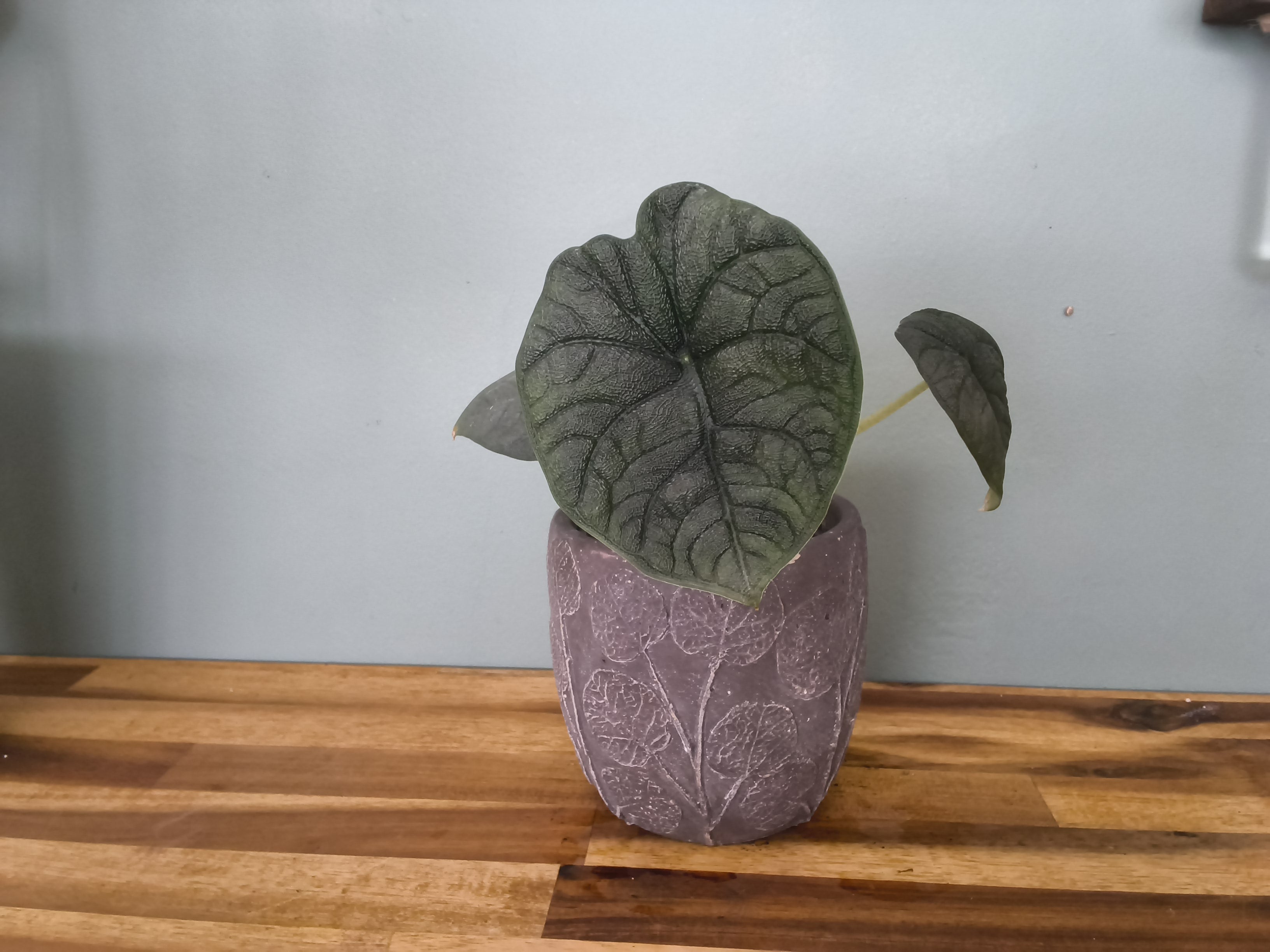 ALOCASIA MELO