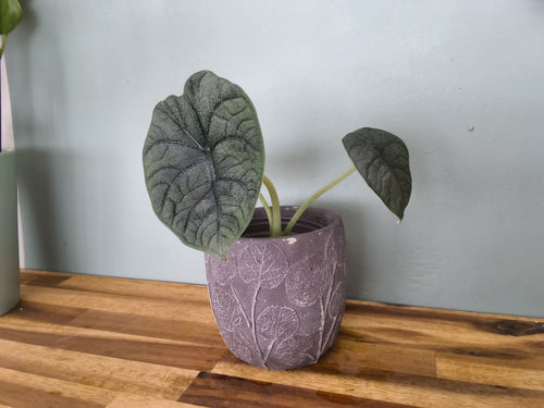 ALOCASIA MELO
