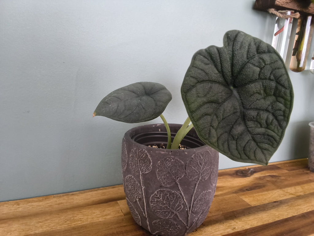 ALOCASIA MELO