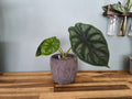 ALOCASIA DRAGON SCALE
