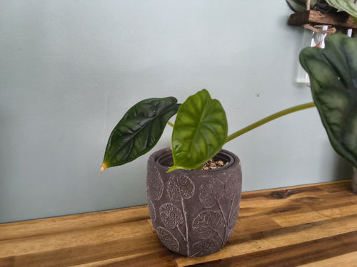 ALOCASIA DRAGON SCALE