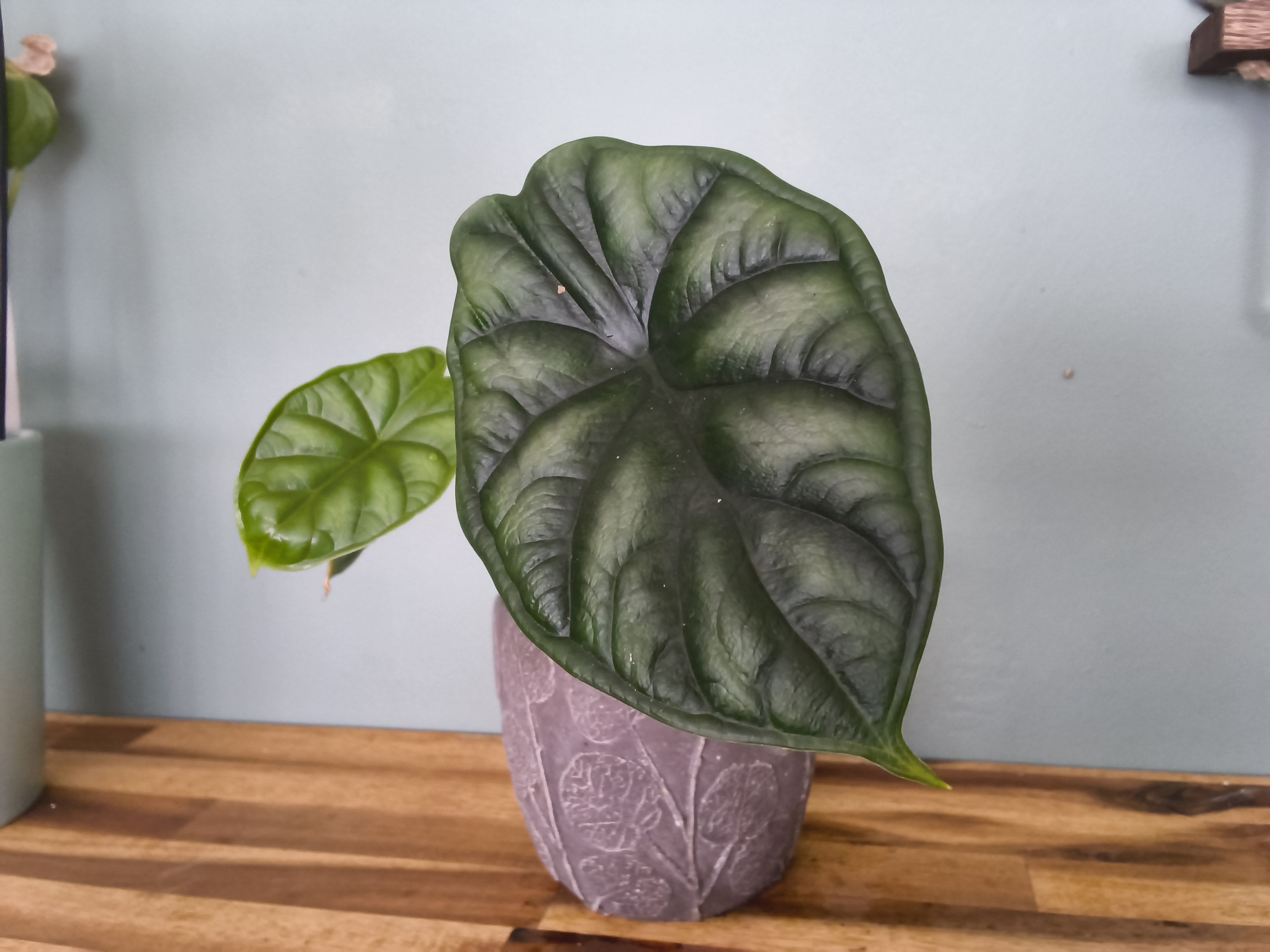 ALOCASIA DRAGON SCALE