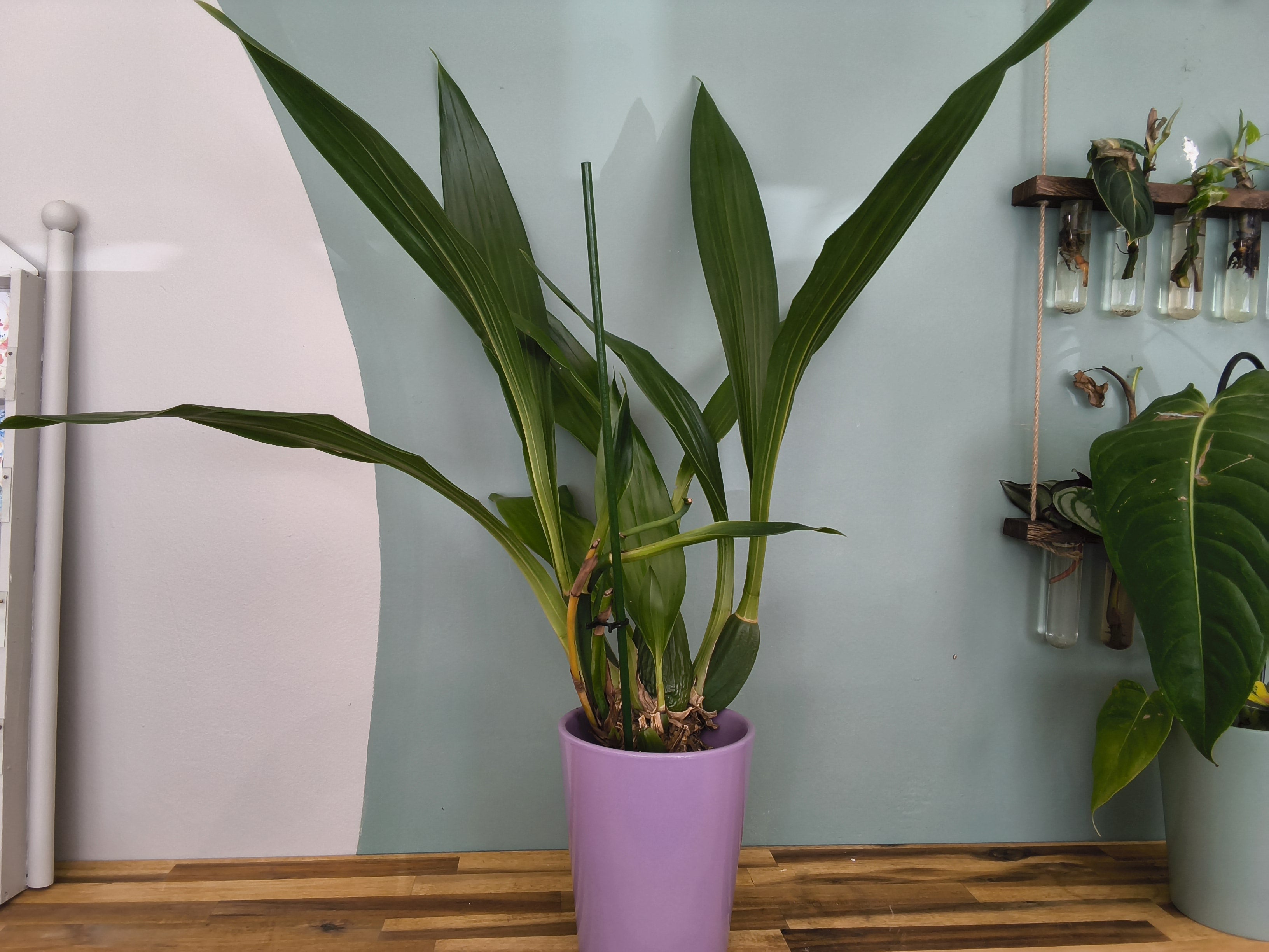 ZYGOPETALUM