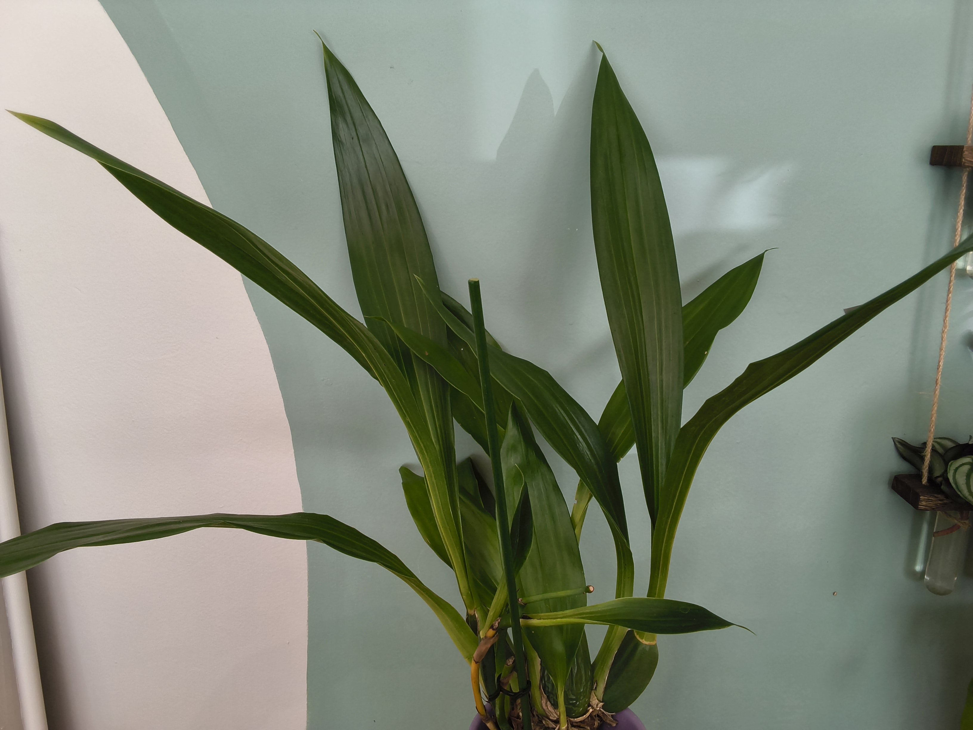 ZYGOPETALUM