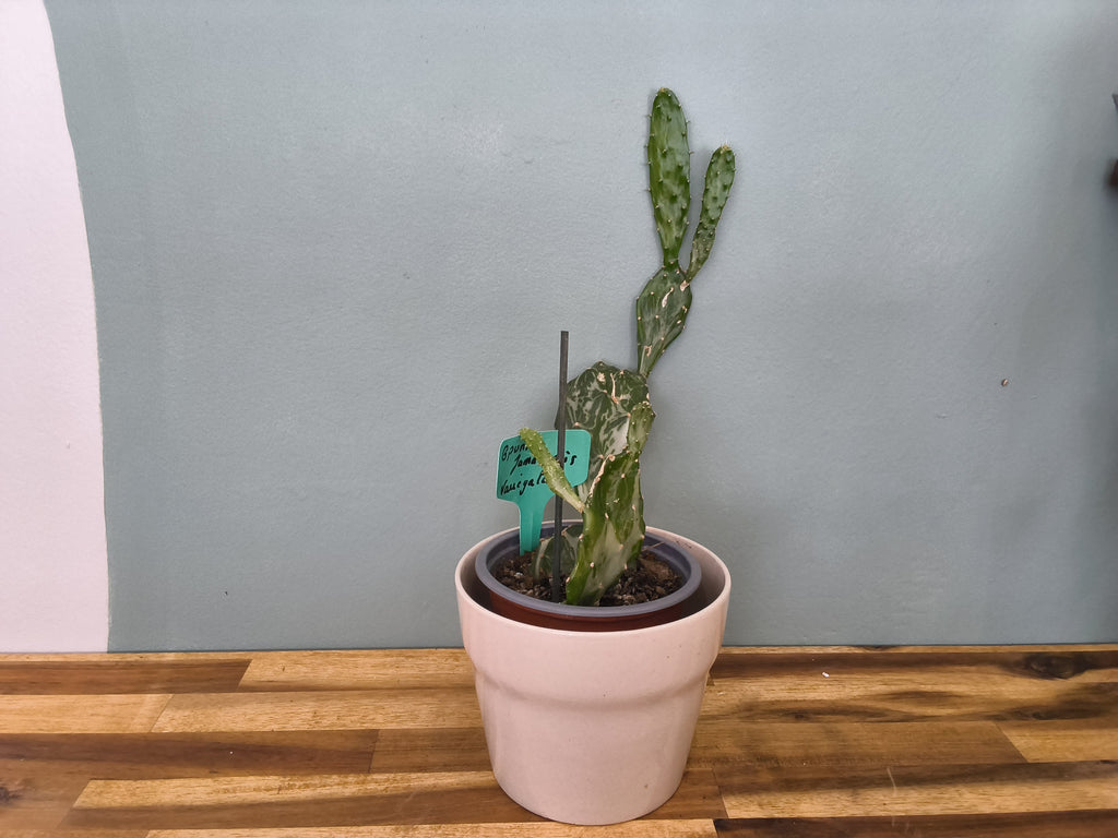 OPUNTIA JAMAICENSIS VARIEGATA