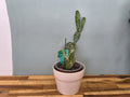 OPUNTIA JAMAICENSIS VARIEGATA