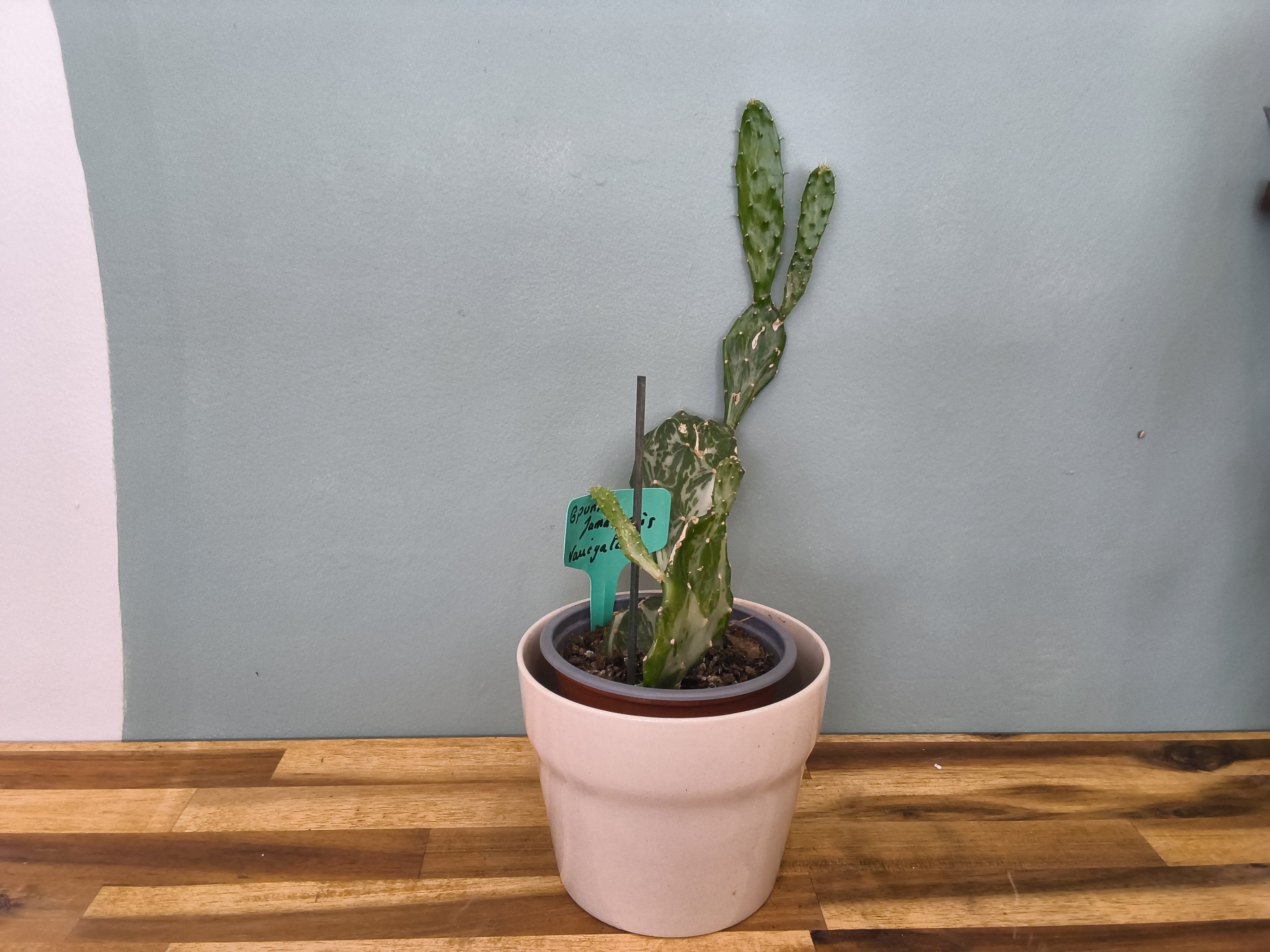 OPUNTIA JAMAICENSIS VARIEGATA