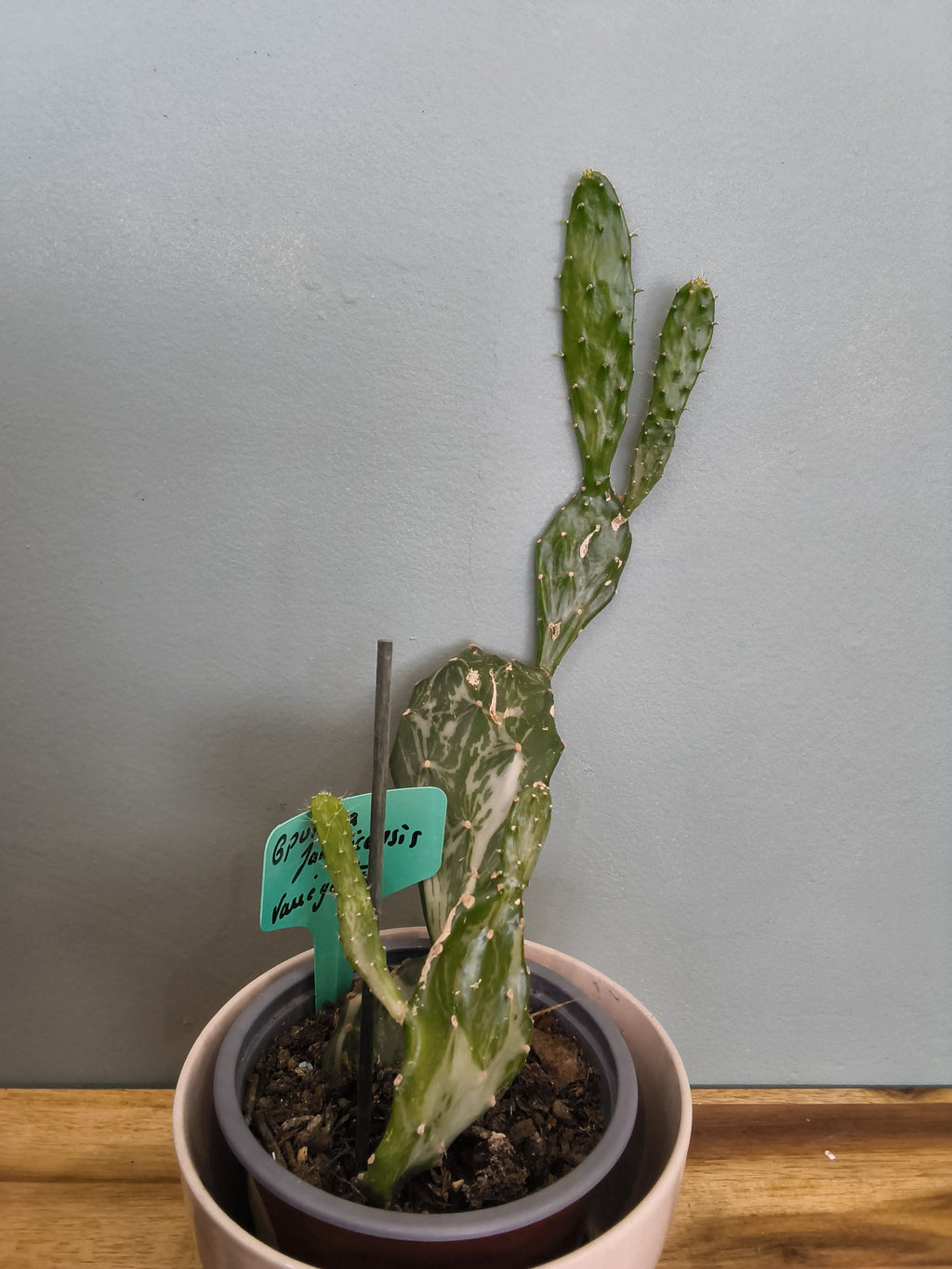 OPUNTIA JAMAICENSIS VARIEGATA
