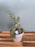 TRADESCANTIA SILLAMONTANA VARIEGATA