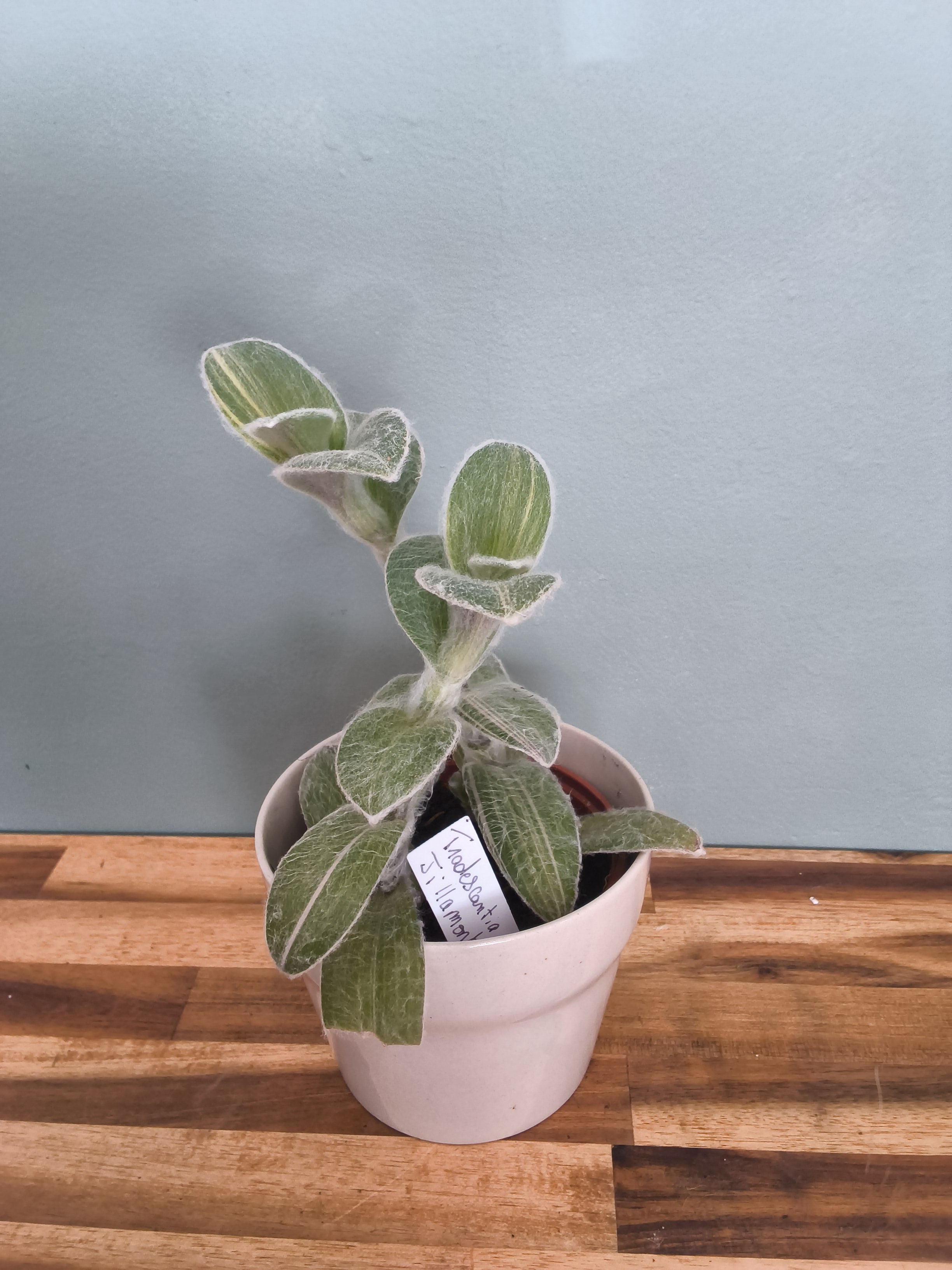 TRADESCANTIA SILLAMONTANA VARIEGATA