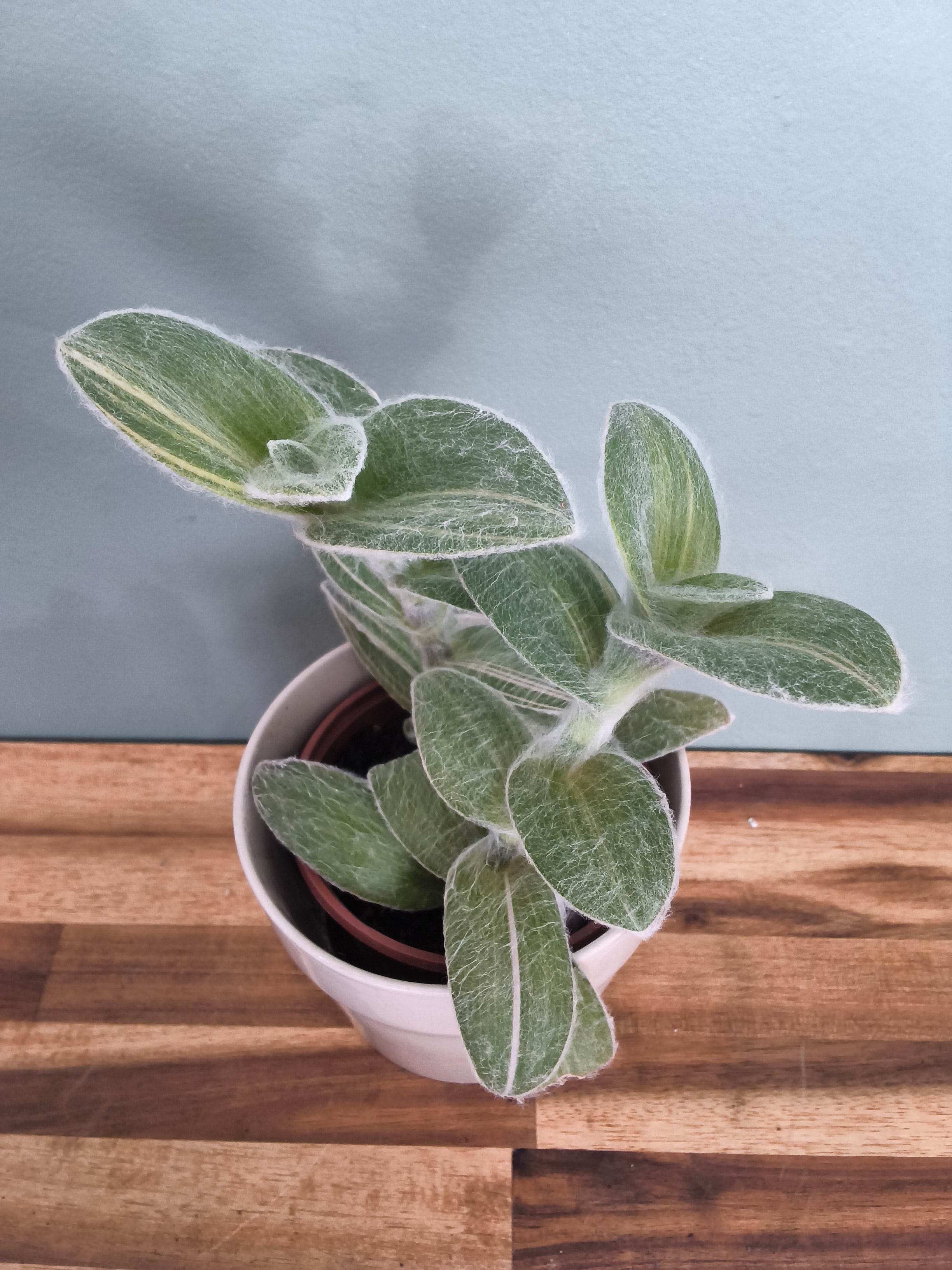 TRADESCANTIA SILLAMONTANA VARIEGATA