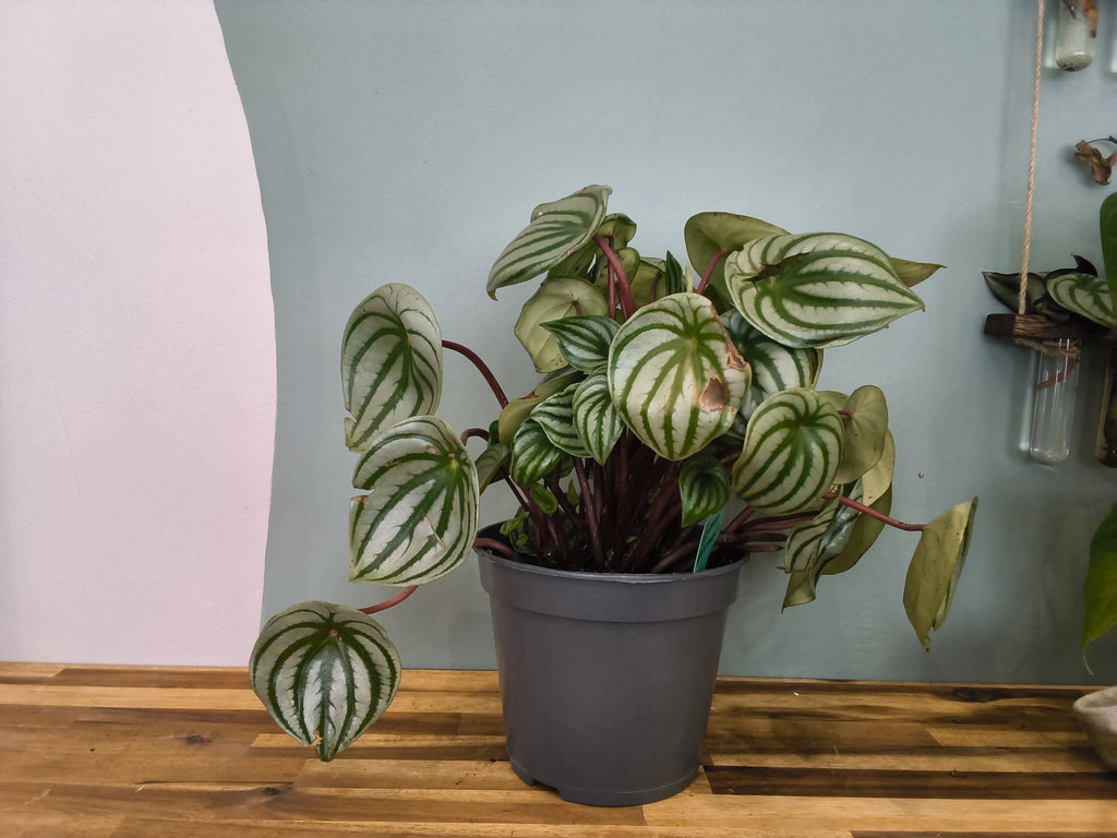 PEPEROMIA WATERMELON