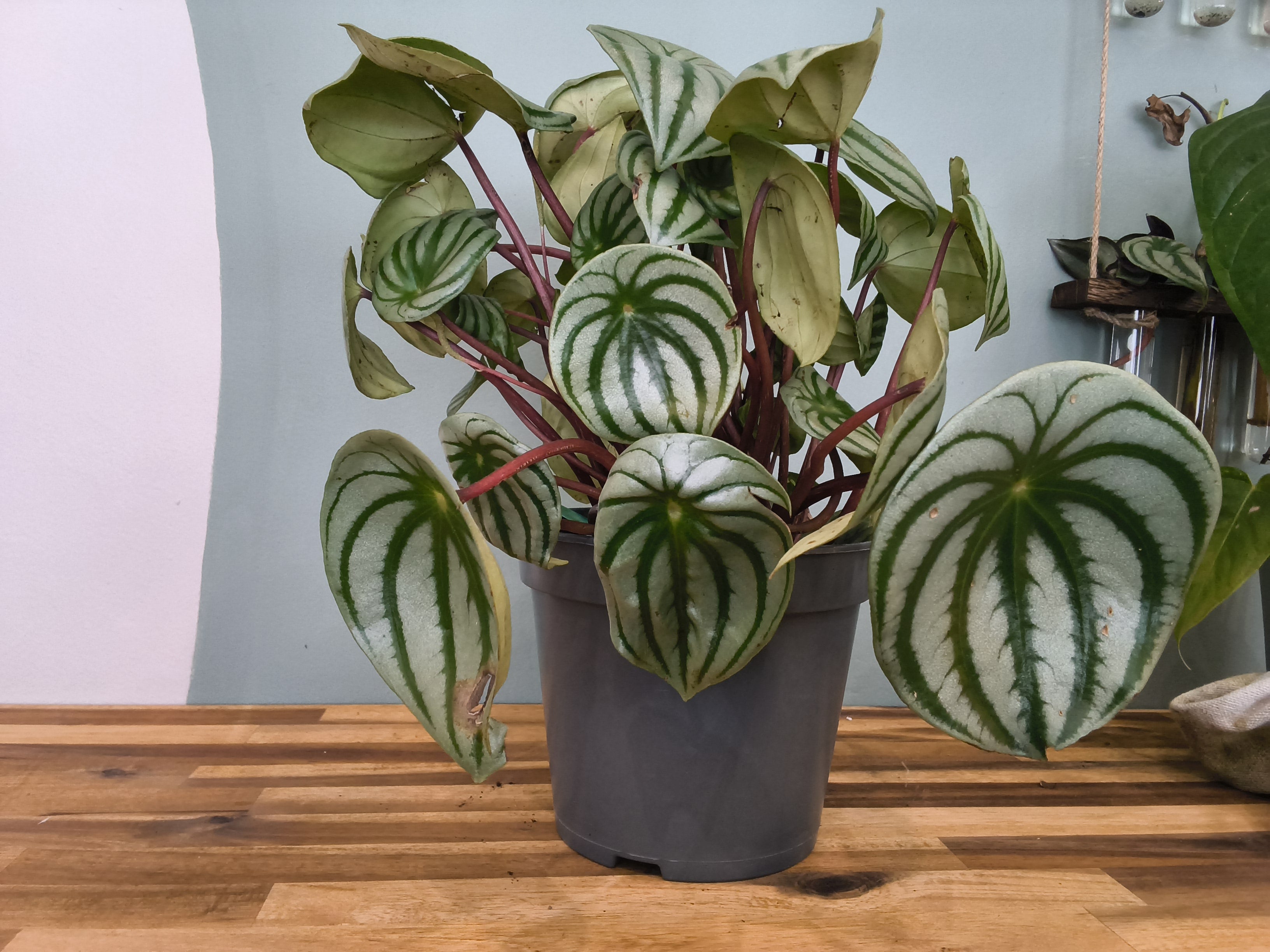 PEPEROMIA WATERMELON
