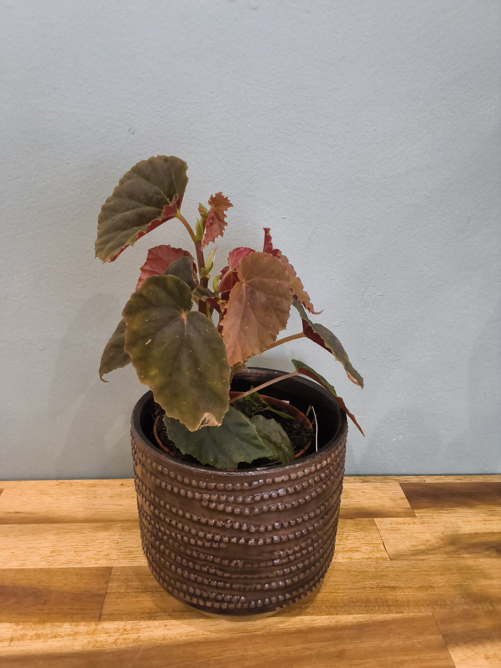 BEGONIA BLACK BLOOD