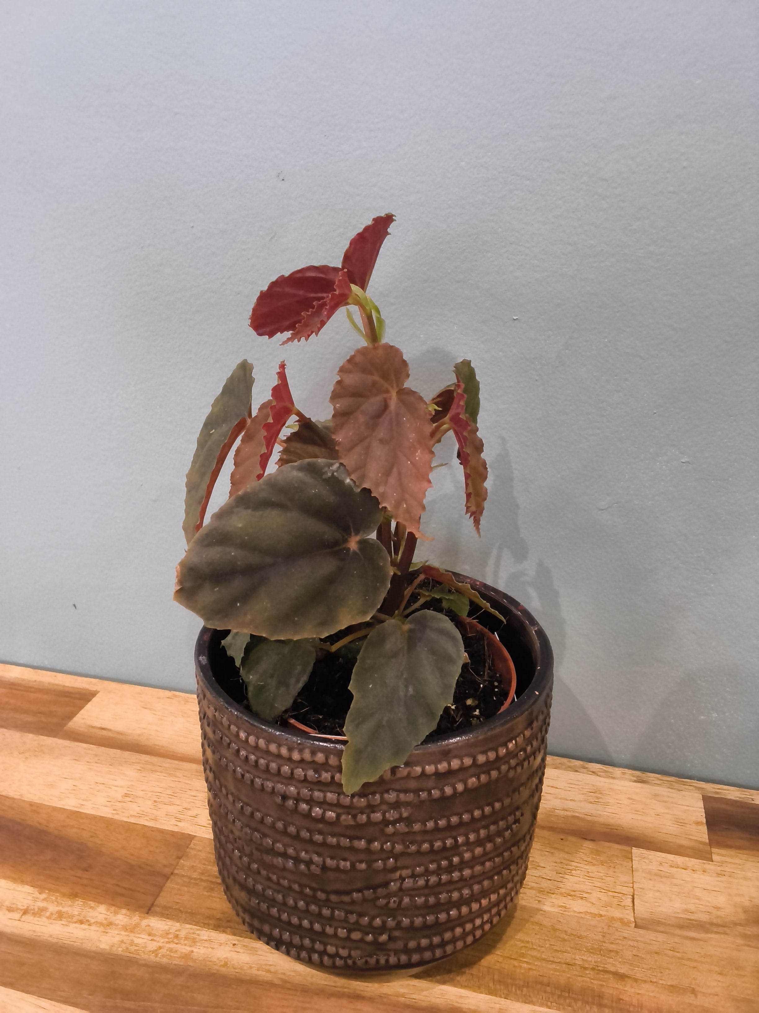 BEGONIA BLACK BLOOD