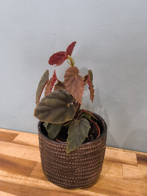 BEGONIA BLACK BLOOD