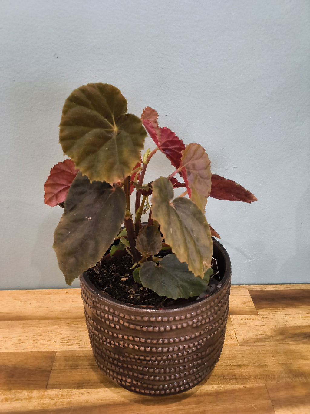 BEGONIA BLACK BLOOD