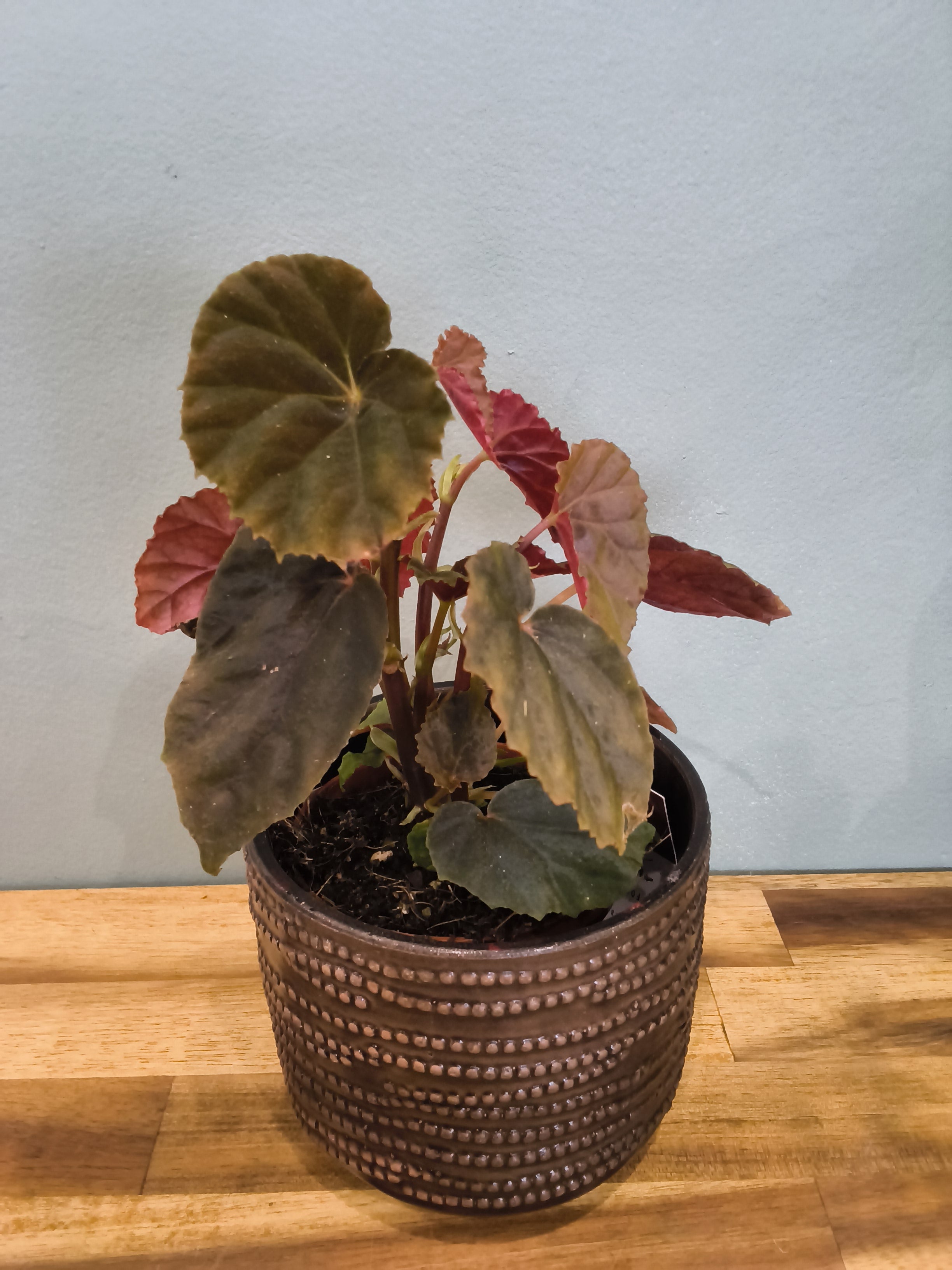 BEGONIA BLACK BLOOD