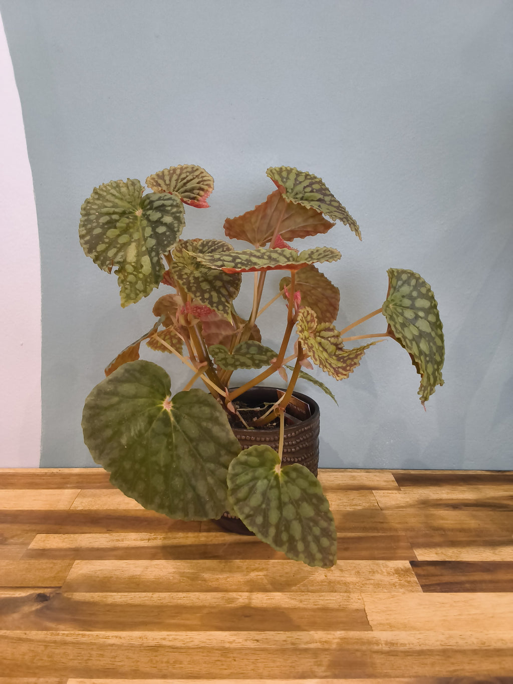 BEGONIA CHLOROSTICTA