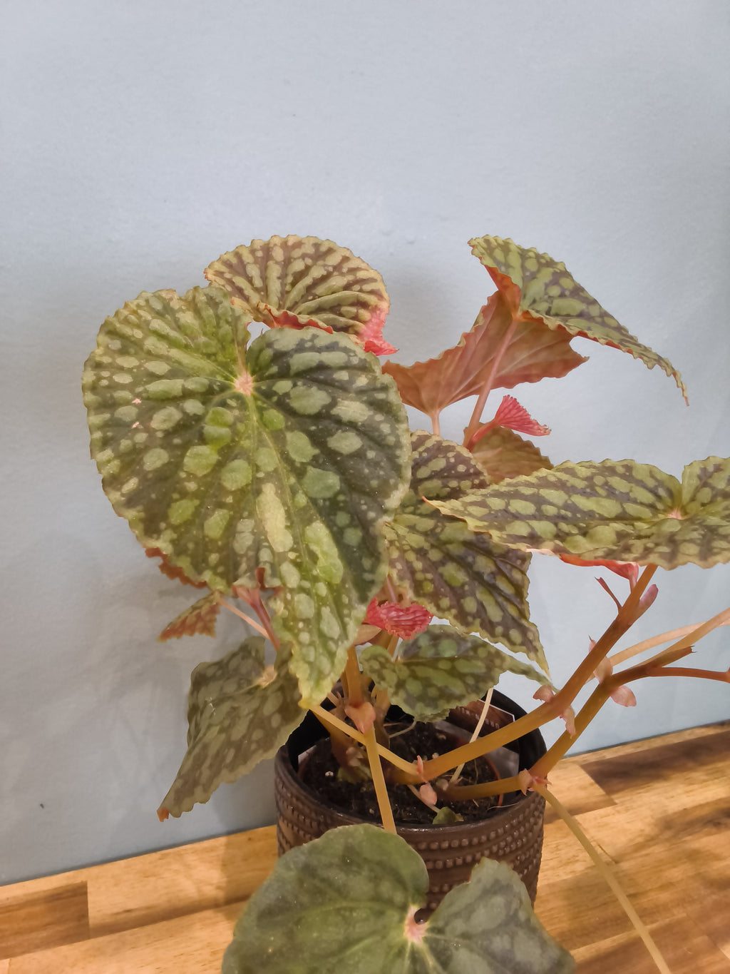 BEGONIA CHLOROSTICTA